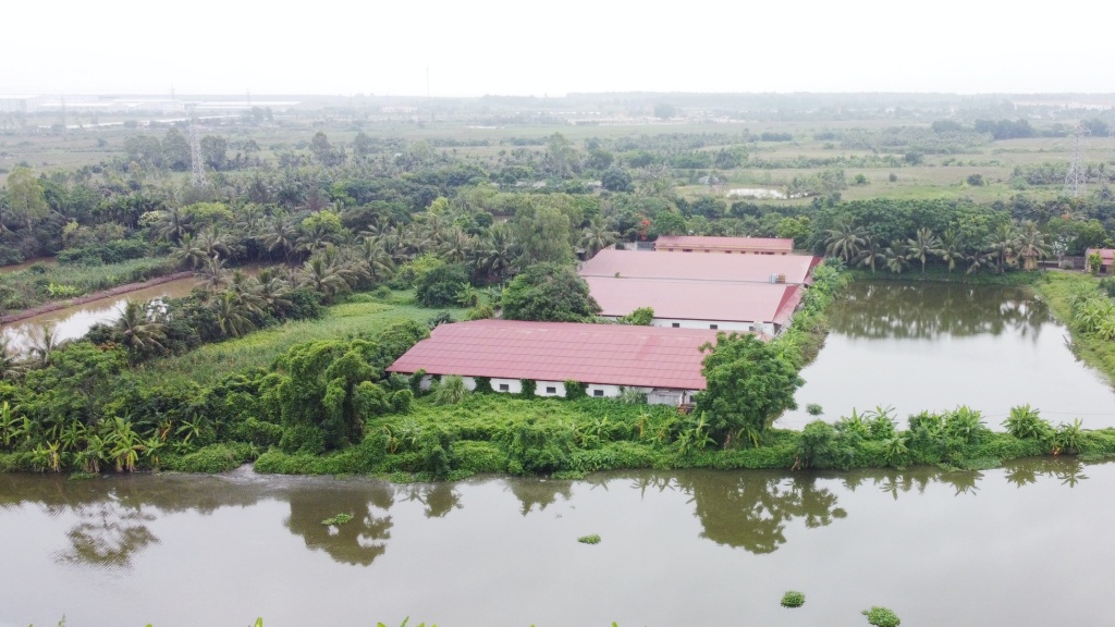 Hải Phòng: Dân khốn khổ vì trại nuôi lợn gây ô nhiễm