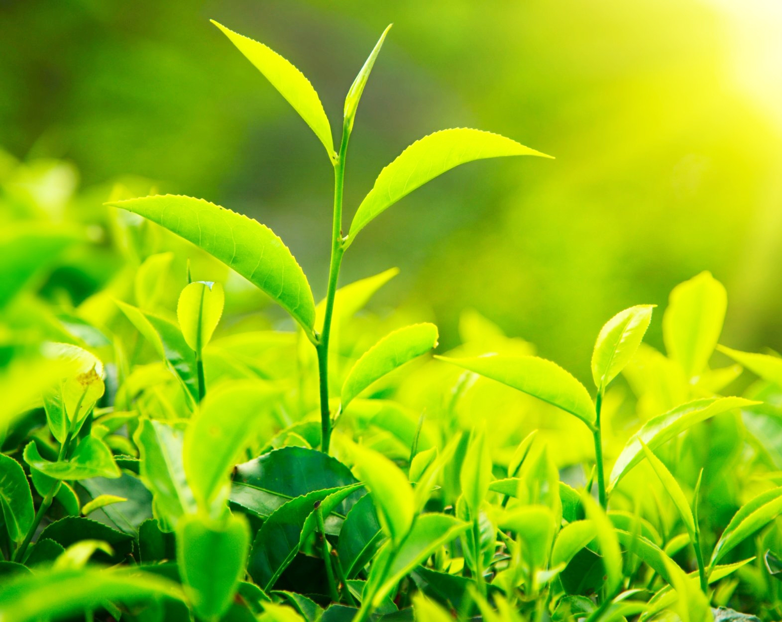 ENVIRONMENTAL LAW CONSULTING